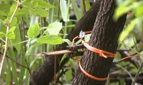 Hutaree Recruitment Video Clip Showing Mock Booby Trap